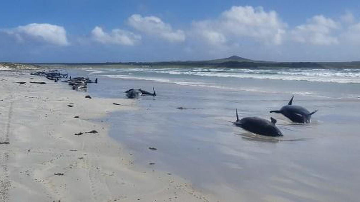 Scores of pilot whales dead in New Zealand stranding - The Hindu