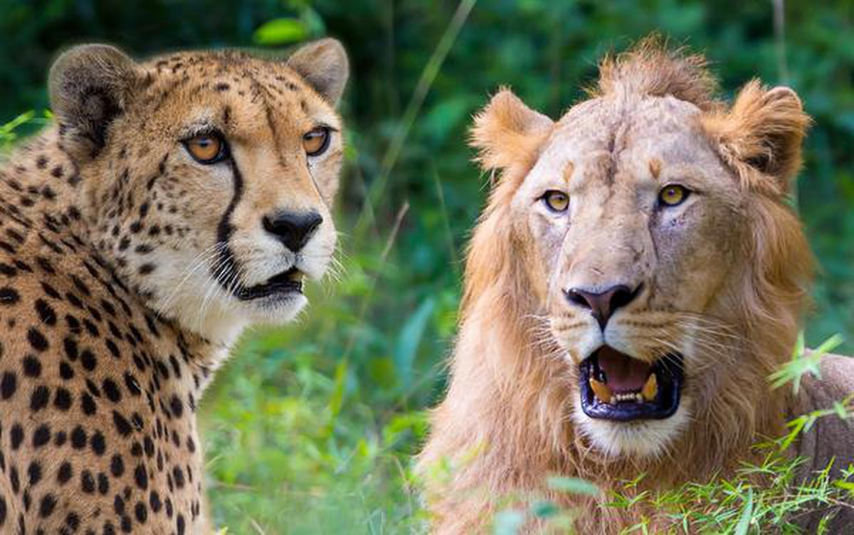 cheetah vs lion fight