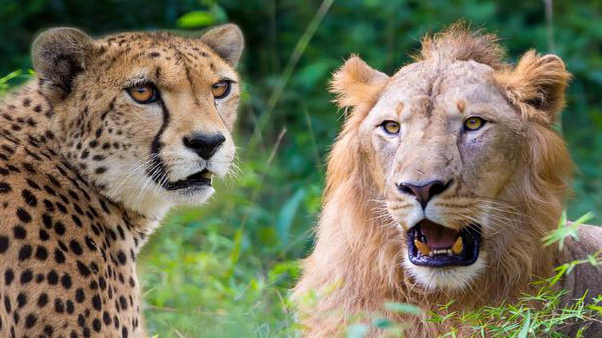 Why the Asiatic lion and the African cheetah could be pitted against