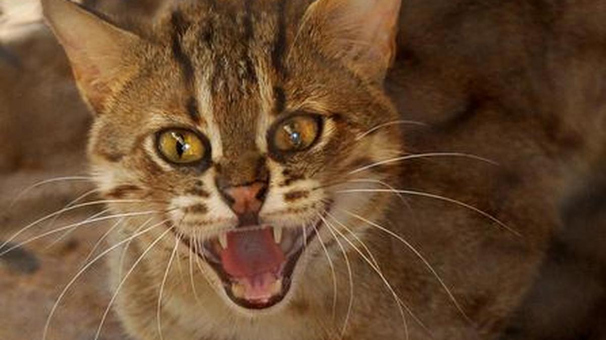 This cat is so small, science is it The Hindu