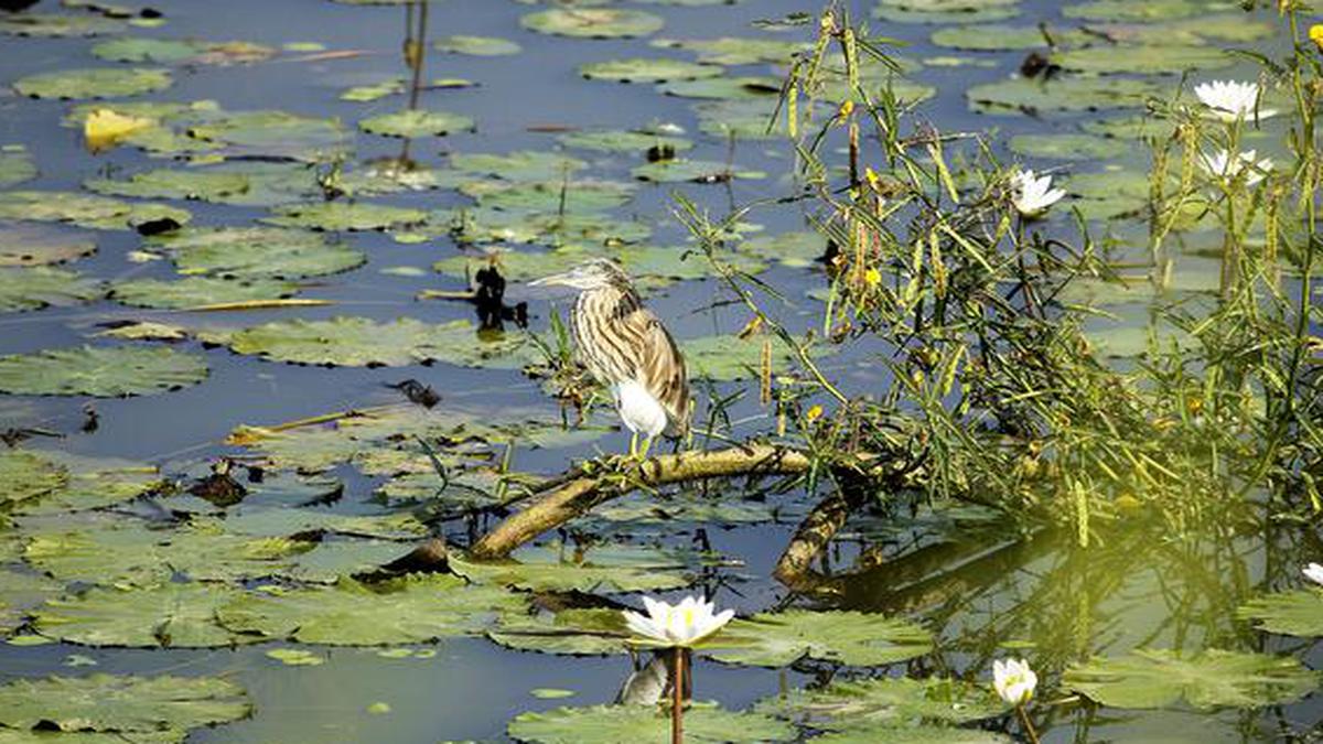 Lakes that hold out hope