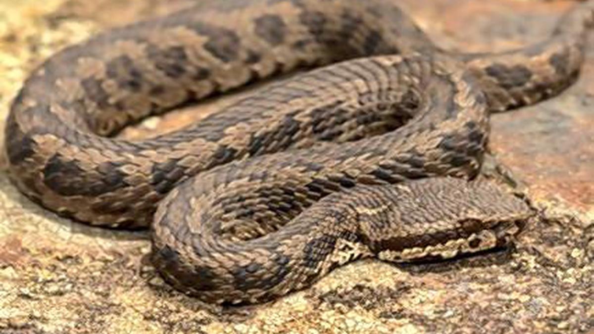 Nilgiris hosts rare horseshoe pit viper, Science and Technology News