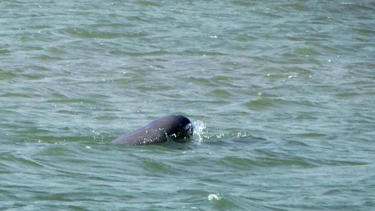 The return of the Irrawaddy dolphin - The Hindu