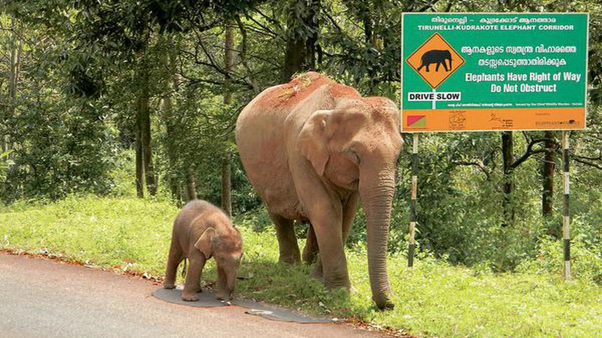 Elephant corridors in India threatened, says study - The Hindu