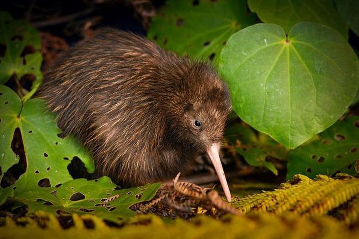 2 kiwi birds are rare bright spot in grim extinction report - The Hindu