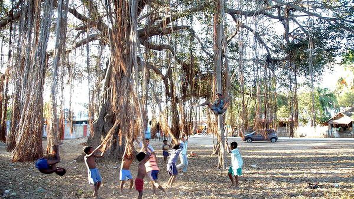 How trees loom large in children's lives - The Hindu