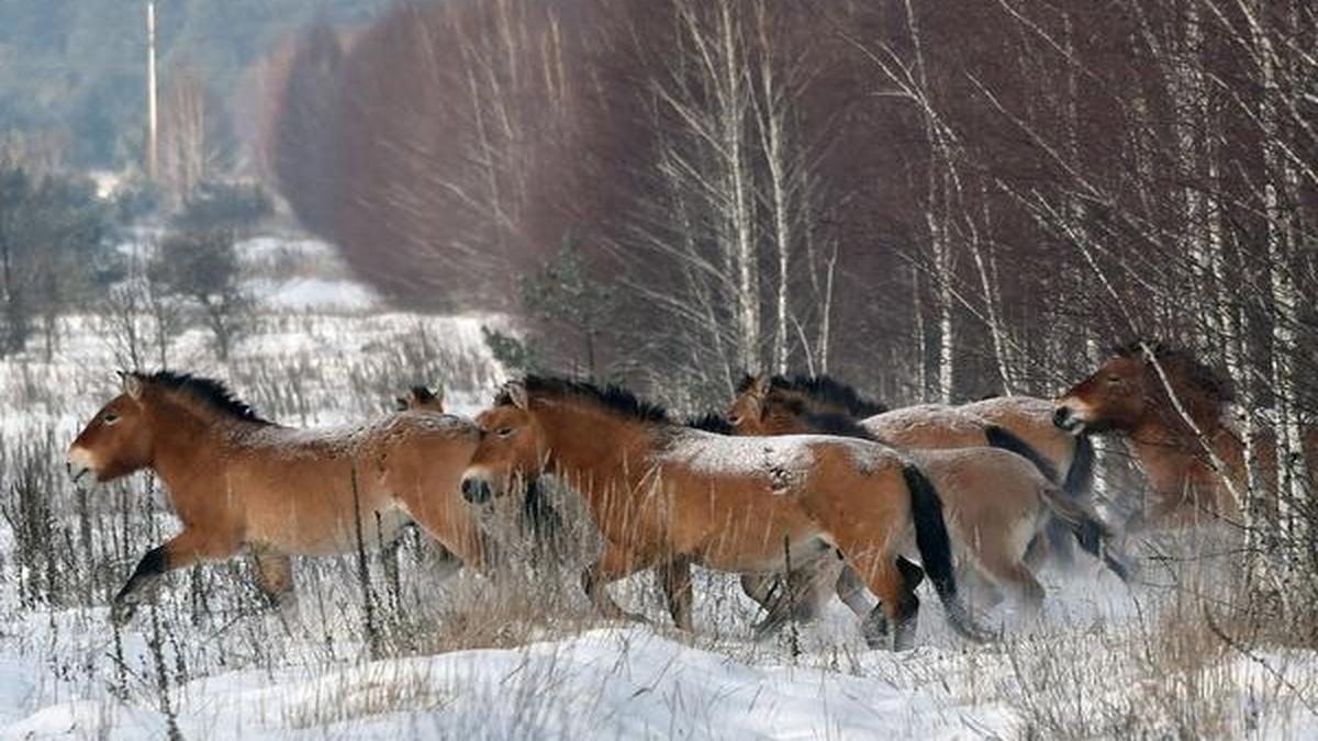 All the wild horses are extinct study The Hindu