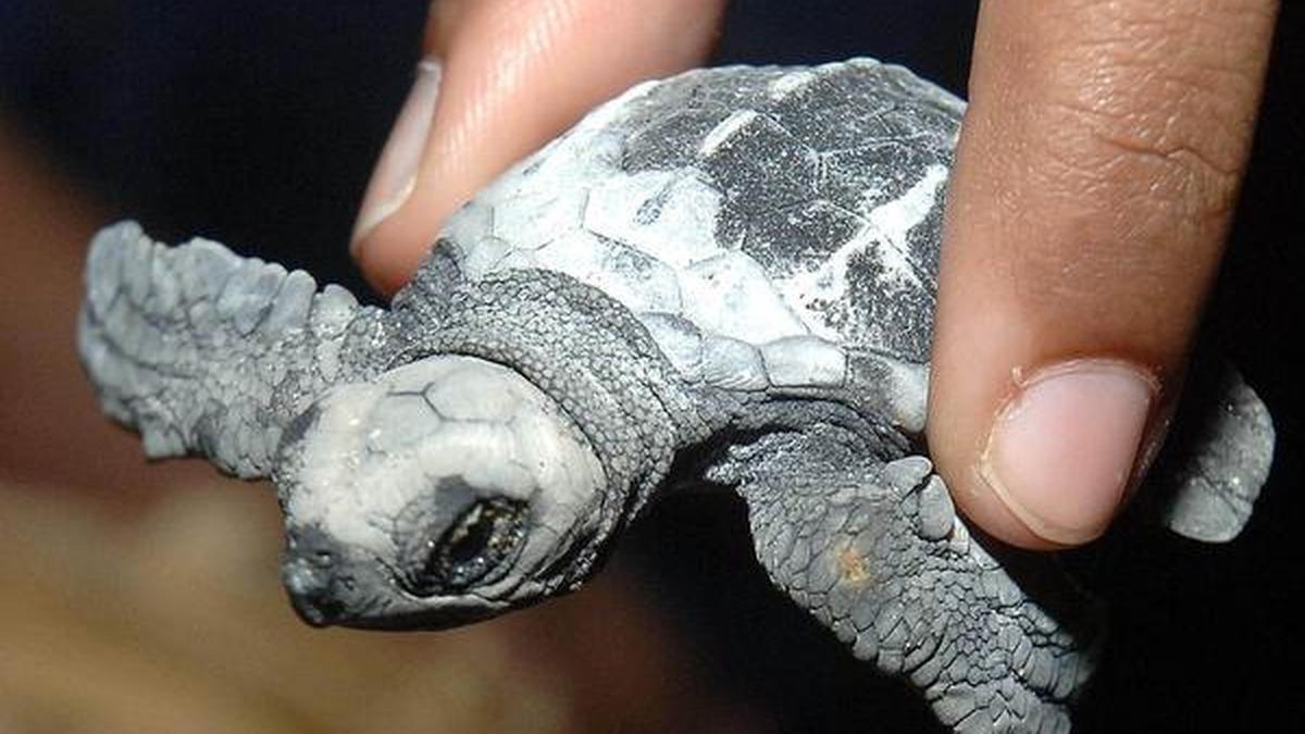 How Chennai’s Olive Ridley Turtle squads contribute to the survival of