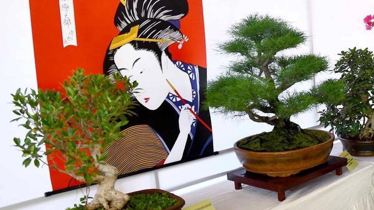 International expert meets Chennai’s bonsai community The Hindu