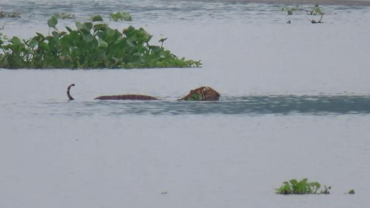 Rangers guide three tigers out of Kaziranga National Park