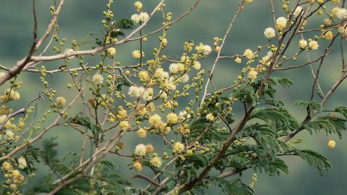 Safed Keekar Delhi’s old native tree The Hindu
