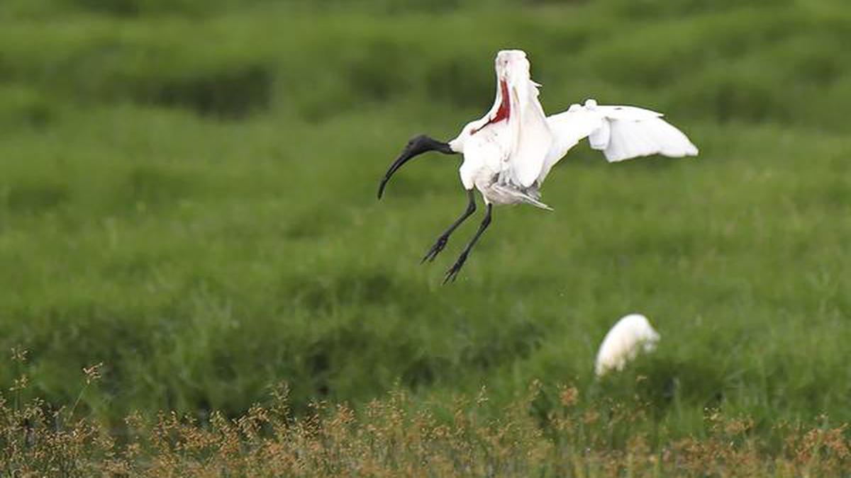 How Chennai’s green lakes, marshlands have been thriving under lockdown