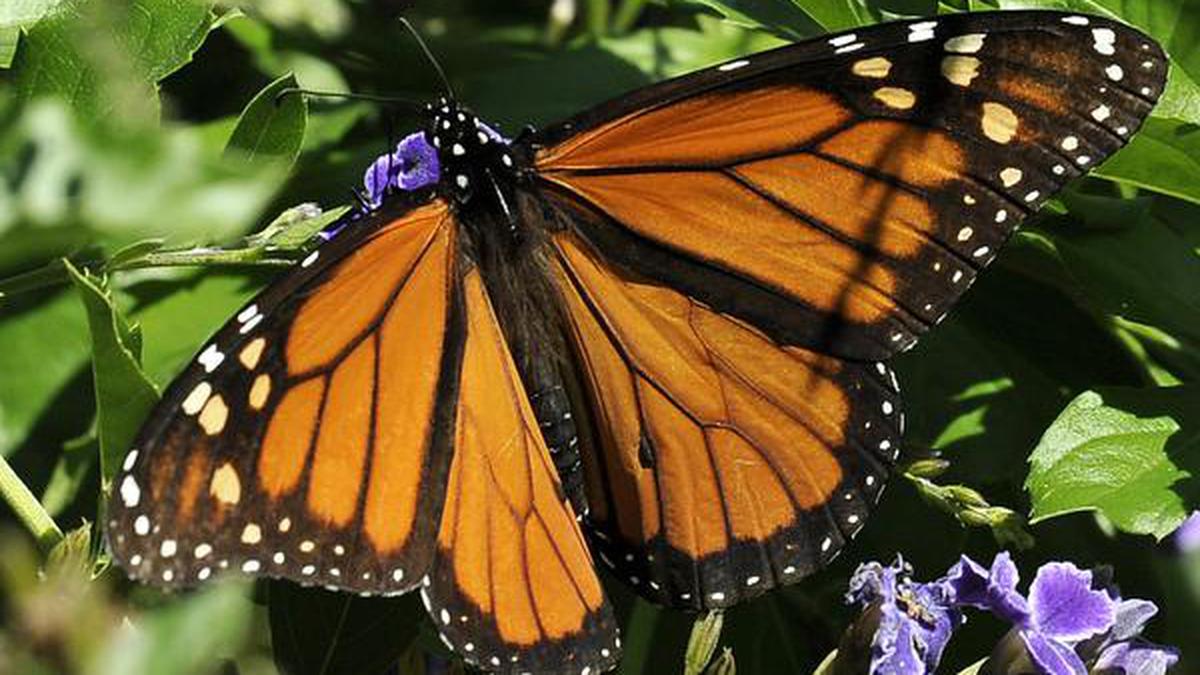 Colombia has the world's largest variety of butterfly species: study ...