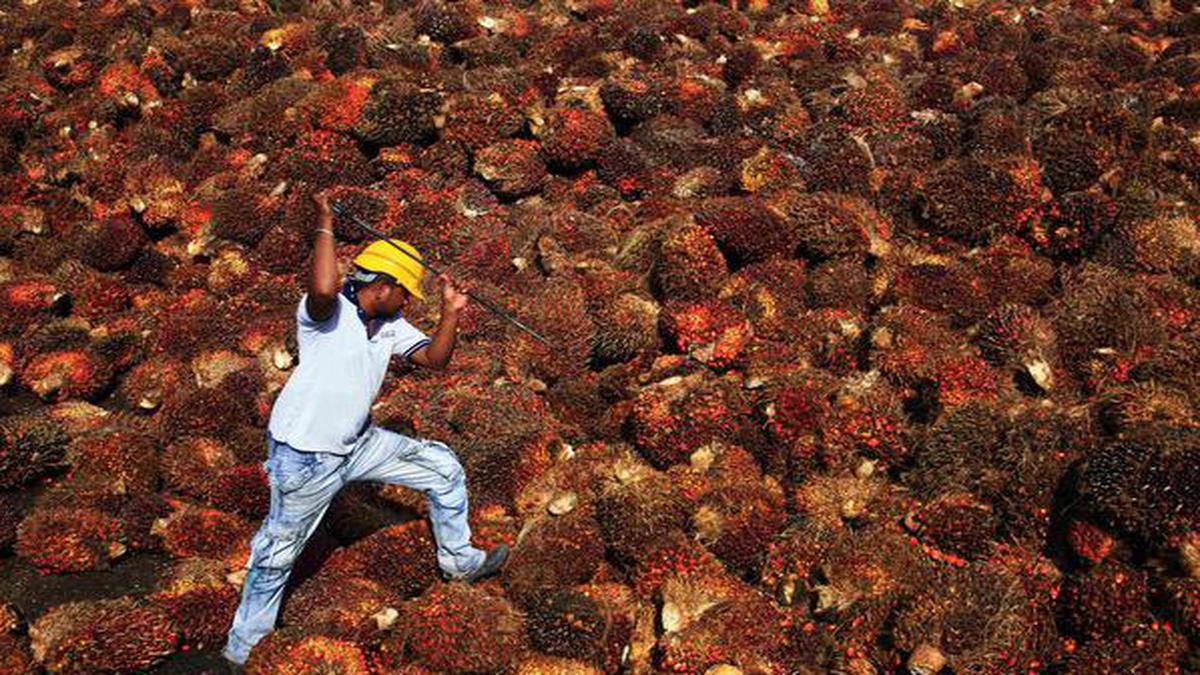 What would the proposed large-scale cultivation of oil palm mean to India’s ecology and economy?