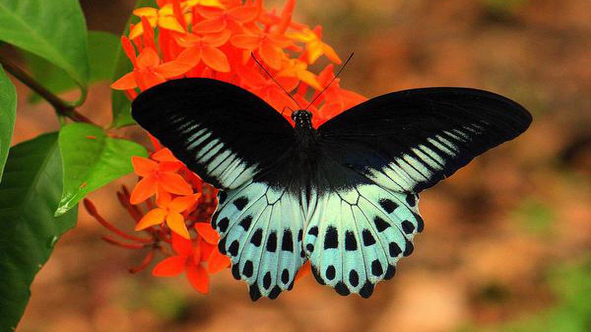 The ‘Butterflies of Tamil Nadu’ introduces you to 90 commonly found butterflies in the state