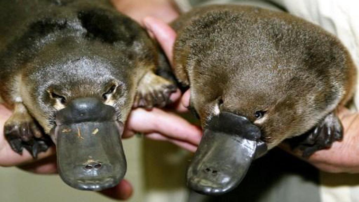 Australia’s iconic platypus under threat from climate change: study