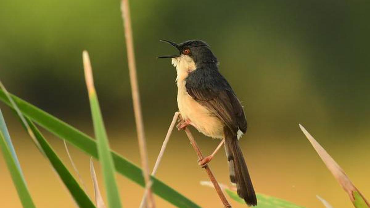 How birds' mating calls have become more audible thanks to lower noise pollution