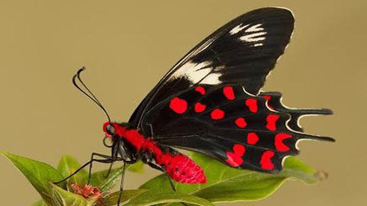 Twelve new butterfly species recorded in the Eastern Ghats of ...