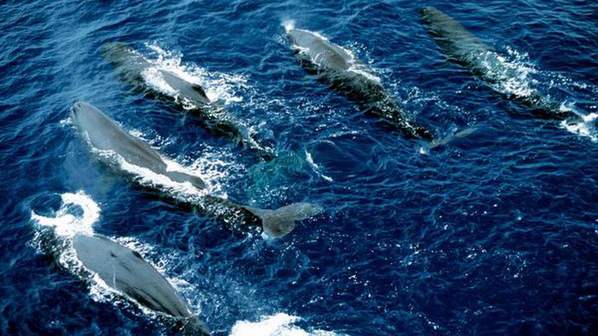 Human noise pollution making it harder for marine life to hear each other