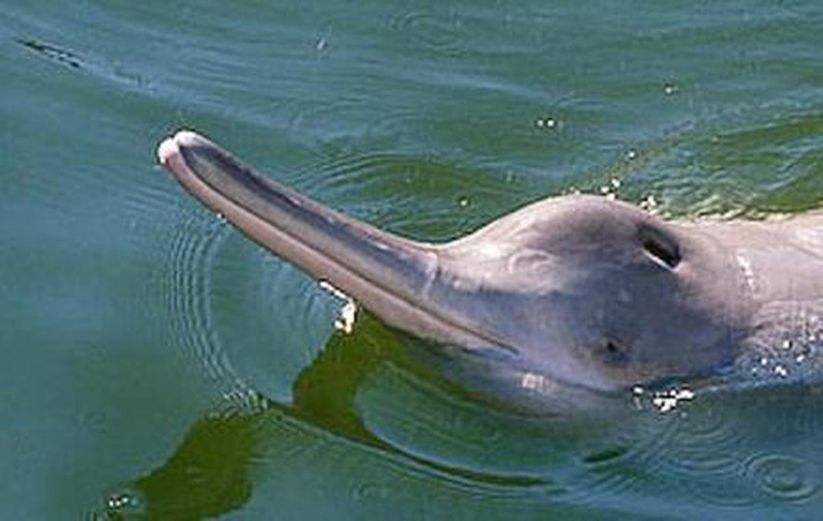 Ministry releases guide for safe rescue, release of Ganges River Dolphins -  The Hindu