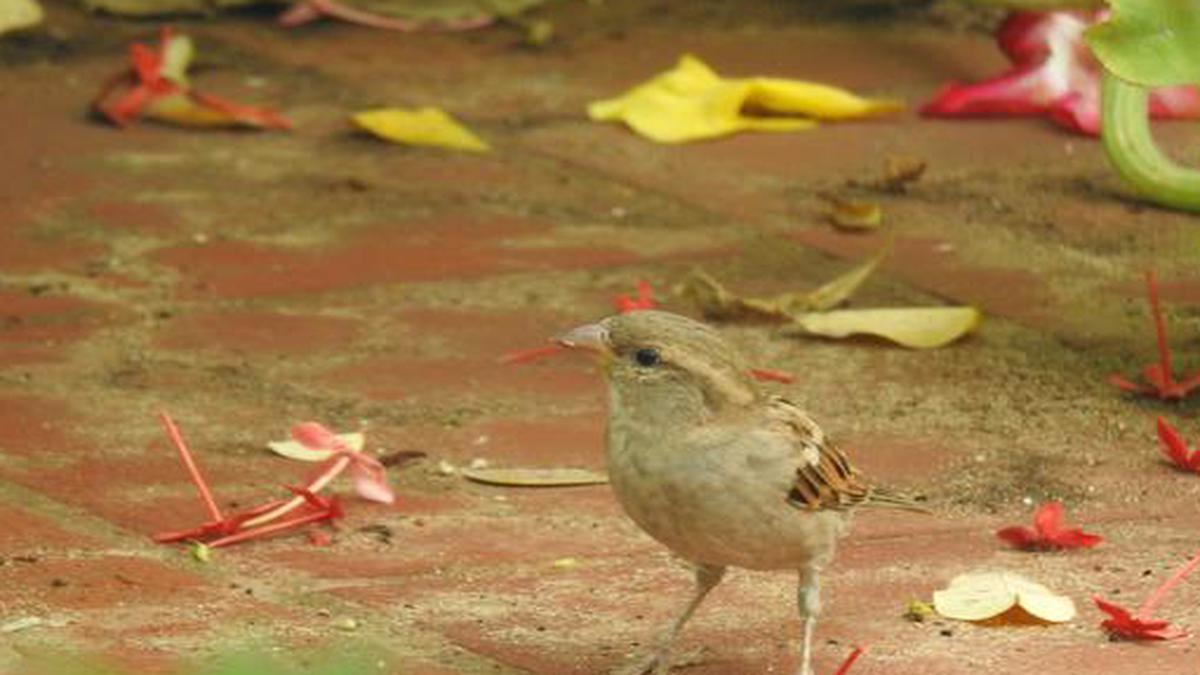 Stuck at home again this summer? Bring sparrows to your urban neighbourhoods