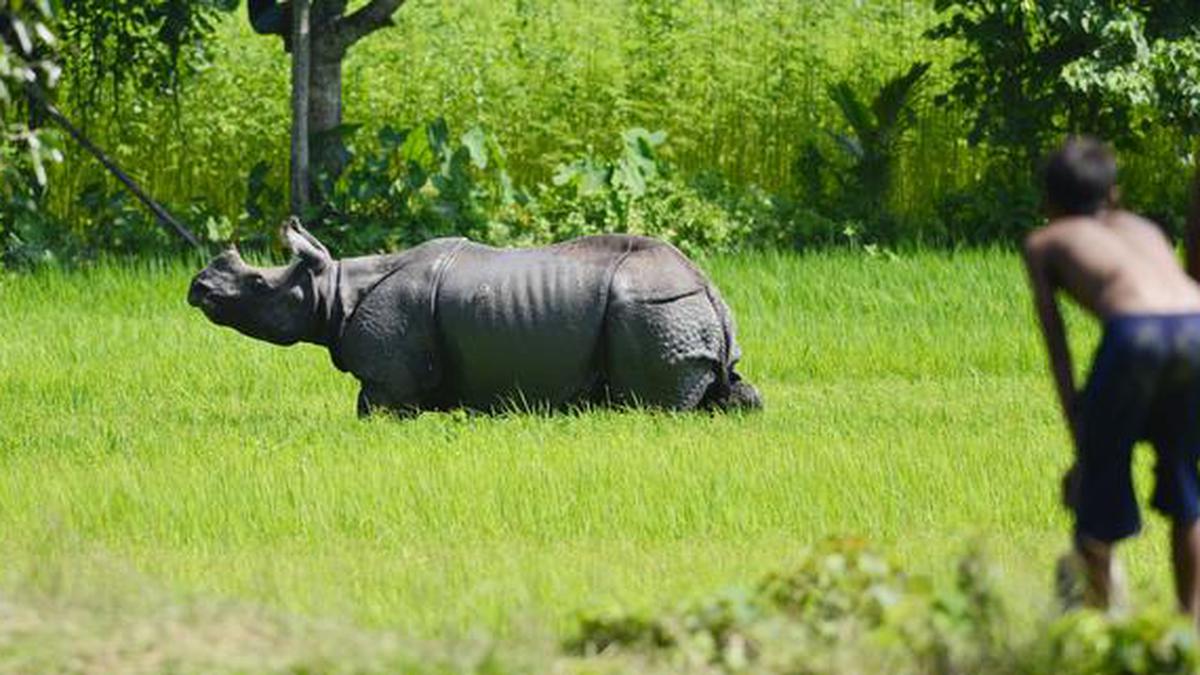 How wildlife trade features in the day-to-day politics of Assam