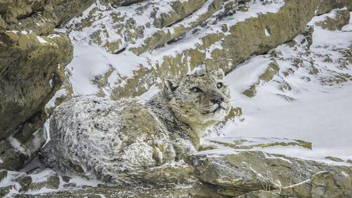 How to spot a snow leopard in its natural habitat