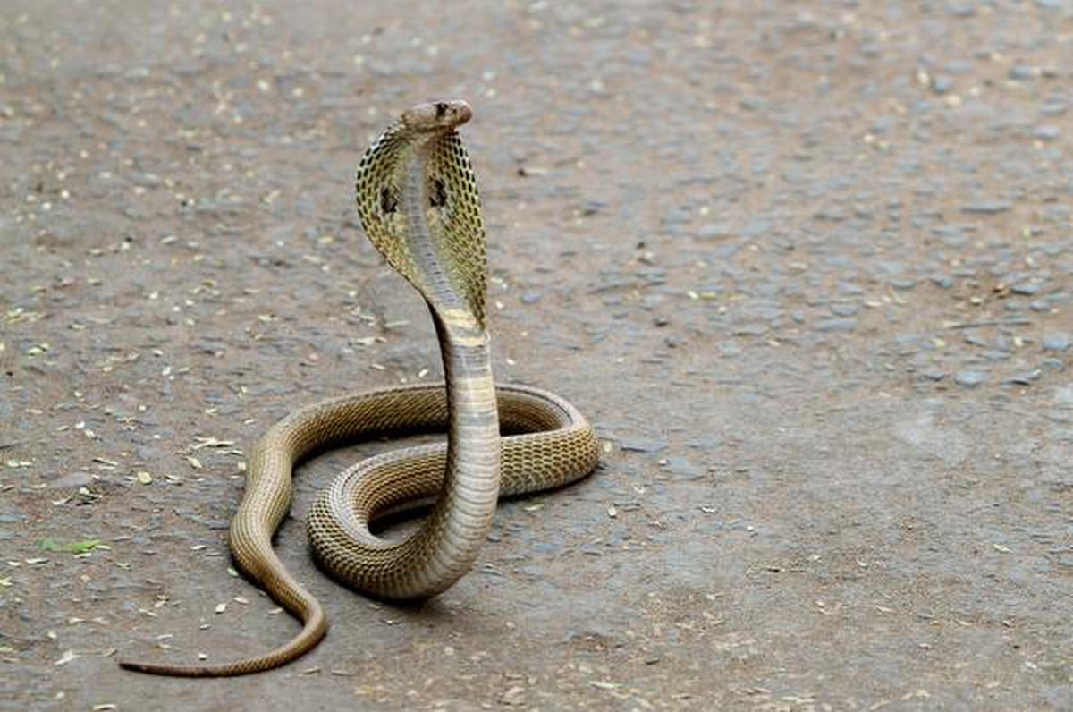 Delhi records 8 more species of snakes - The Hindu