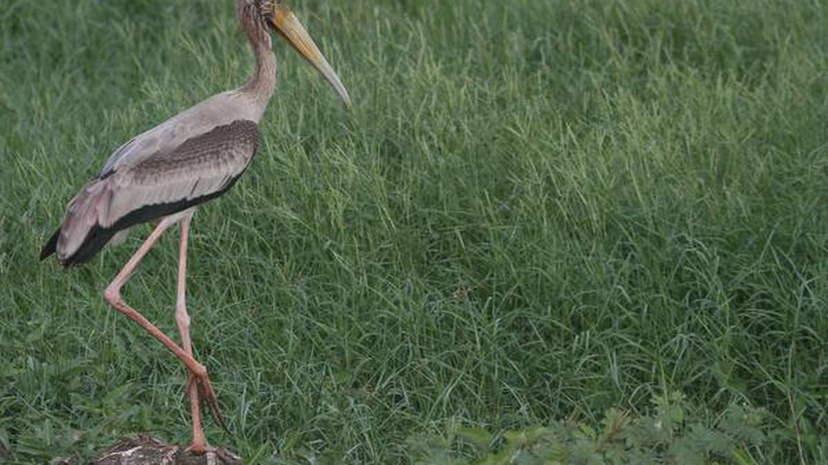 ‘Nursery schools’ for avians open