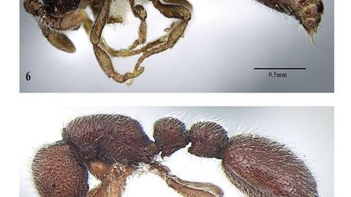 Two new species of ants discovered from Kerala and Tamil Nadu The Hindu