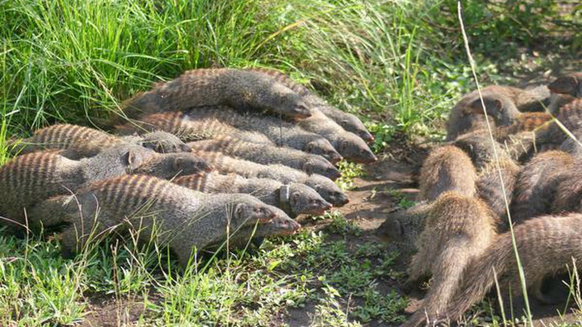 Female mongooses start a battle to find the perfect mate - The Hindu