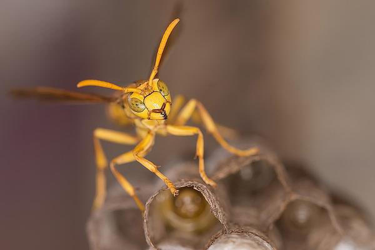 Yellow Paper Wasp: The caterpillar eater - The Hindu