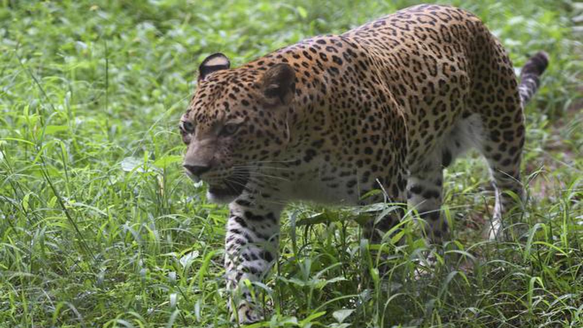 Indian leopards suffered 75 to 90 population decline paper The Hindu