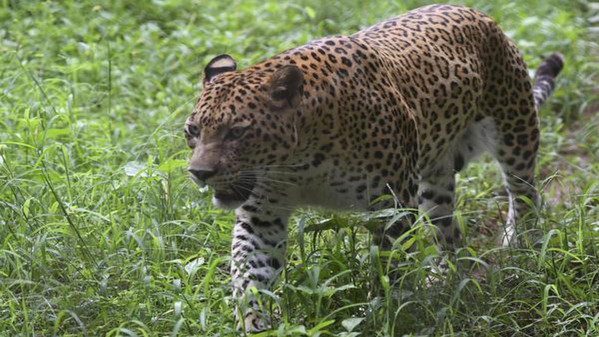 Indian leopards suffered 75% to 90% population decline: paper - The Hindu