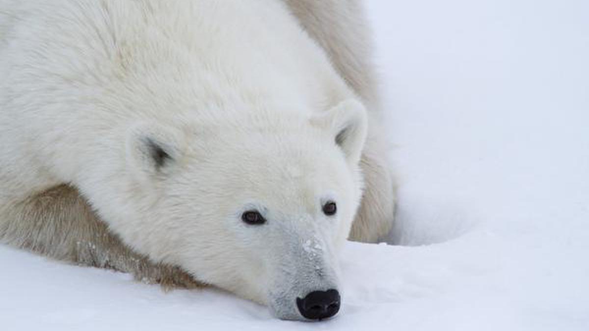 Climate change on track to wipe out polar bears by 2100