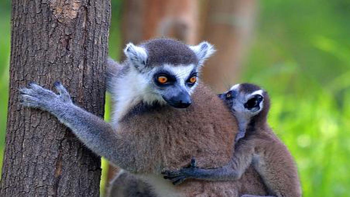 95 Of Lemur Population Facing Extinction Conservationists The Hindu 