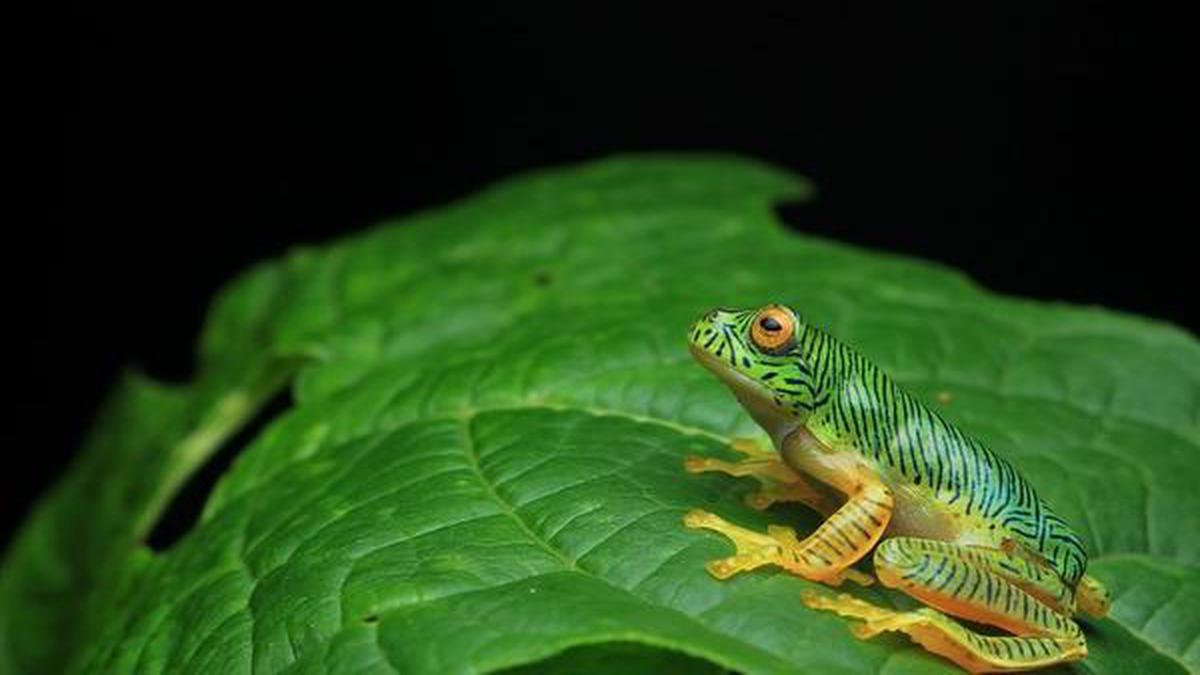 Small gliding frog