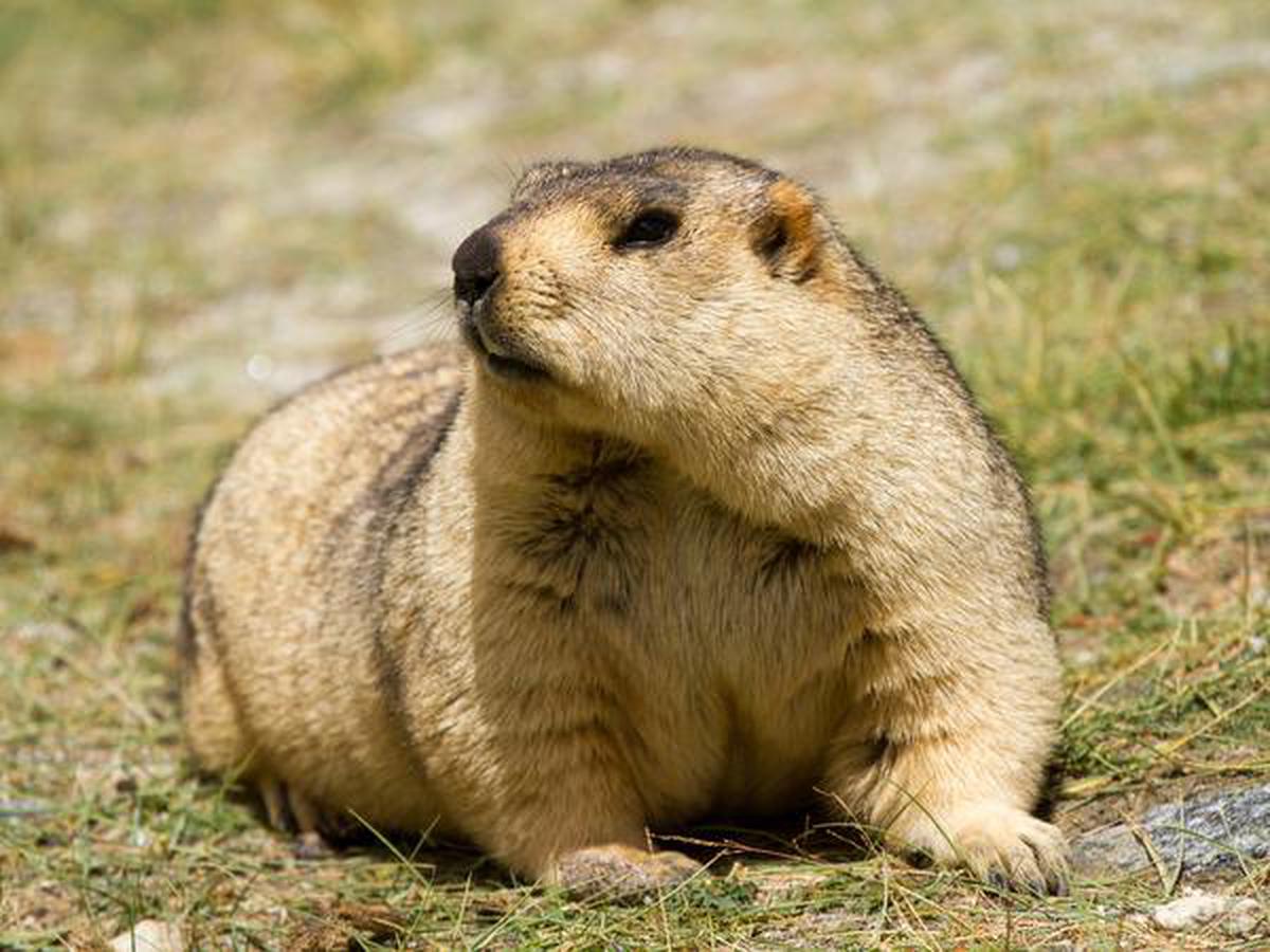 Имя сурка. Marmot Woodchuck.