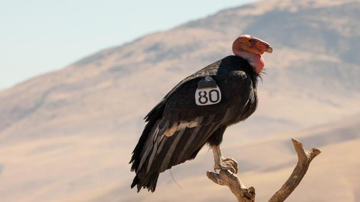 U.S. okays emergency use of bird-flu vaccine to save California condors
Premium