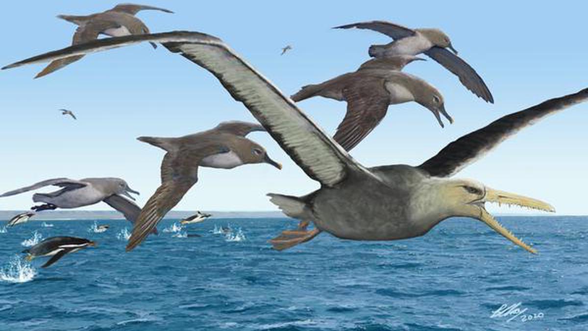 Antarctica yields fossils of giant birds with 21-foot wingspans