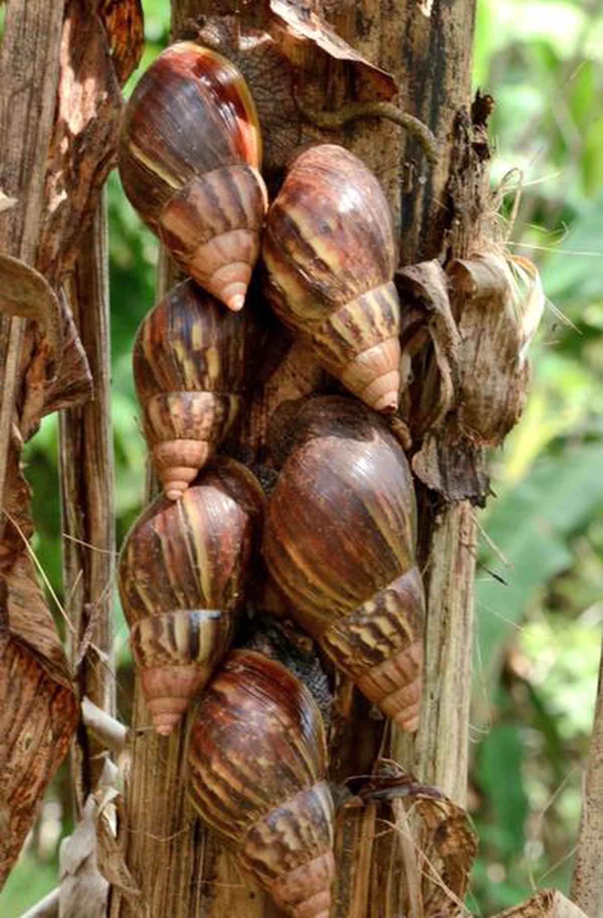 The Giant African Snail 9gag African Snail Giant Afri - vrogue.co