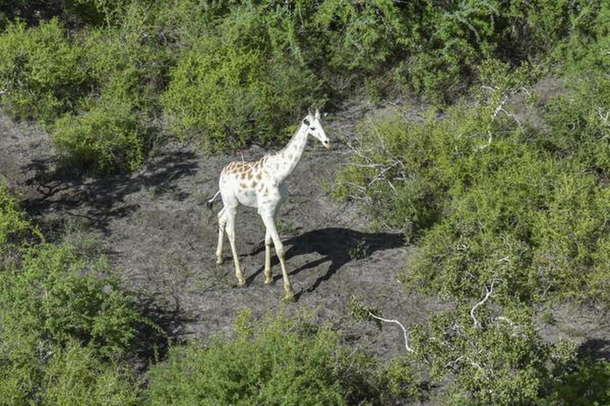World's last known white giraffe gets GPS tracking device - The Hindu