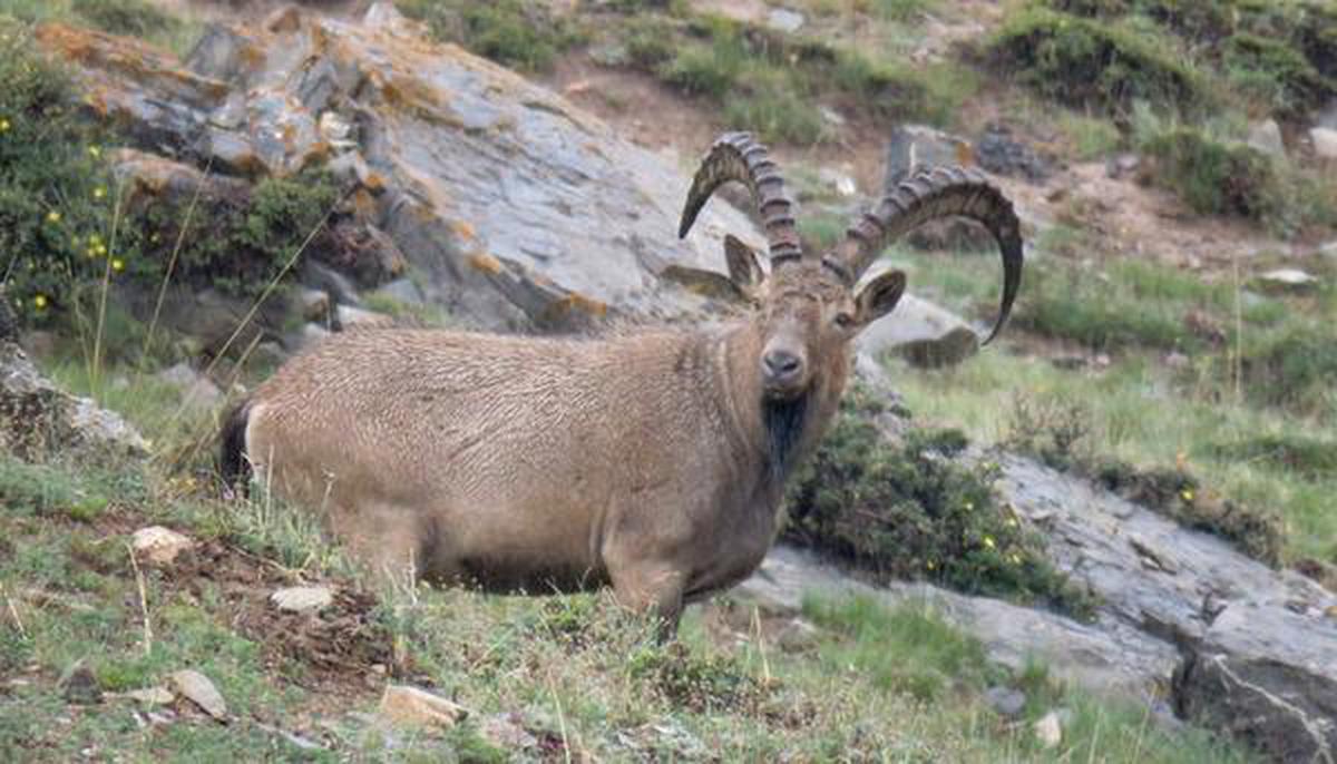 Himalayan Ibex a distinct species - The Hindu