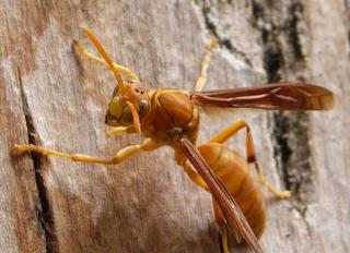 Yellow Paper Wasp: The caterpillar eater - The Hindu
