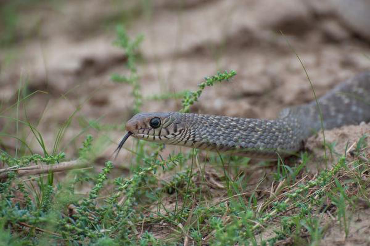 Premium Photo  Two-headed snake or pipe snake is a type of non-venomous  whose head and tail are almost the same