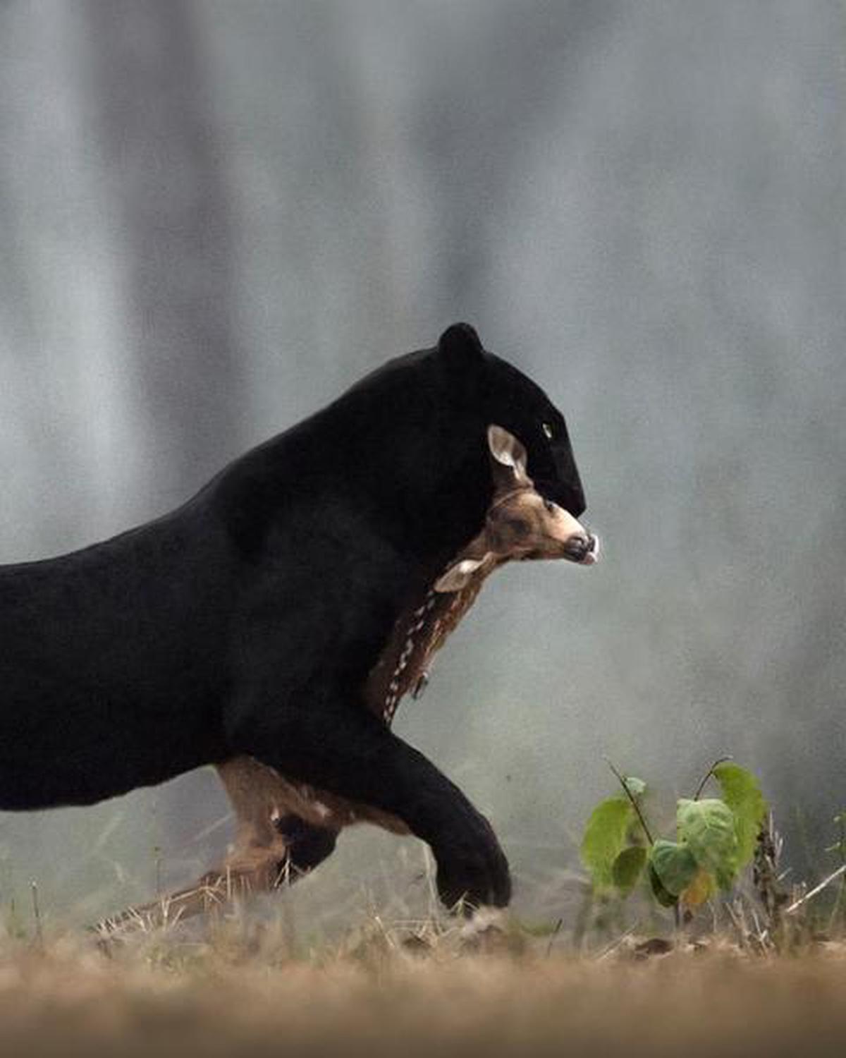 The saga of Saya, Kabini’s lone black panther The Hindu