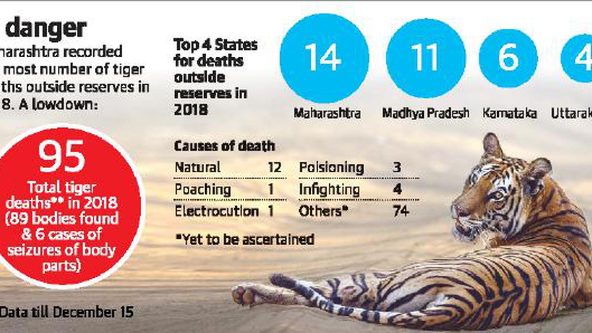 India Recorded 95 Tiger Deaths In 2018, 41 Outside Reserves - The Hindu