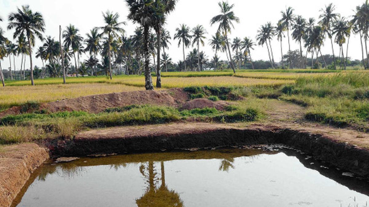 Transforming livelihoods through farm ponds The Hindu