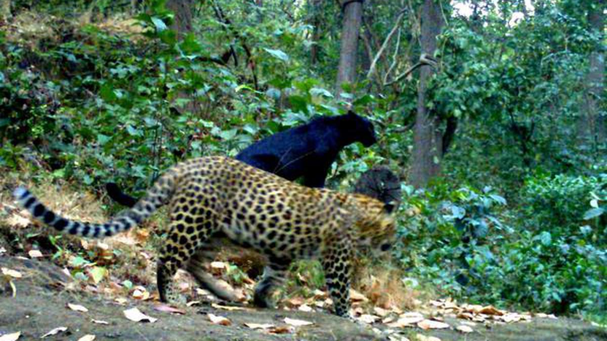 Odisha is losing its leopards, wildlife to poachers