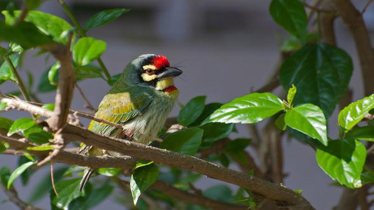 are barbet noisy